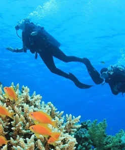 Png(46)_cr_horizontal